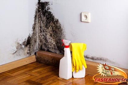 black mold dangers